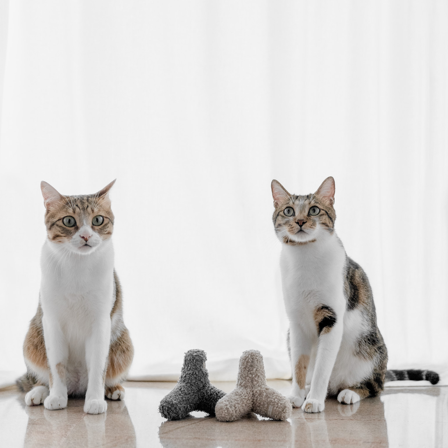 KITTY BREUER